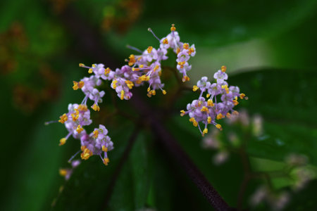 Purple beautyberry ( Callicarpa dichotoma ). It blooms around June and produces beautiful pale...