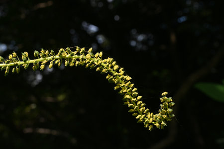 Giant ragweed flowers. Asteraceae annual wind-pollinated flower. The male flowers on long spikes...