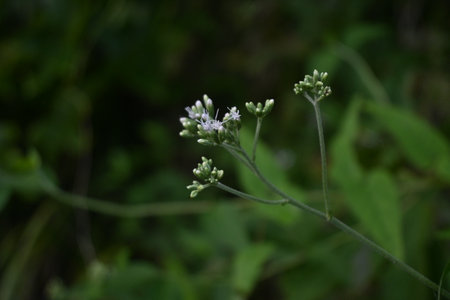 Eupatorium makino ( Boneset ) flowers. Asteraceae perennial plants native to Japan. Blooms white...