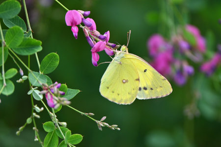 An Eastern pale clouded yellow ( Colias erate ). Lepidoptera Pieridae. It flies from May to September and feeds on legumes.の写真素材