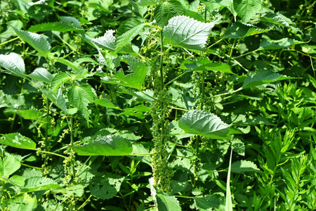 Ramie (Boehmeria nivea) flowers.Male flowers are attached at the bottom of the stem, and female...