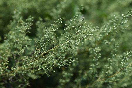 Artemisia indica ( Japanese mugwort ) flowers. Many small flowers appear in panicles in autumn. Young shoots are the raw material for 'Mmugwort-mochi' and herbal medicine.の写真素材
