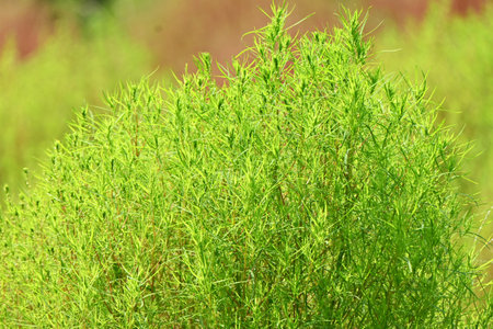 Kochia ( Bassia scoparia ). Amaranthaceae annual plants. Stems are erect and initially green, later turning red. Fruit is edible and medicinal.の写真素材