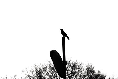 A crow. Background material of wild birds in nature.の写真素材