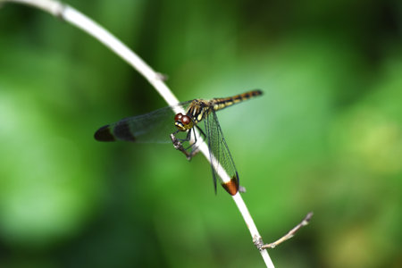 A Sympetrum baccha matutinum female. Libellulidae sympetrum dragonfly. The dark brown markings on...