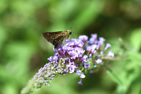 A Common straight swift ( Parnara gutata ). Lepidoptera hesperioidea butterfly. The whole body is...