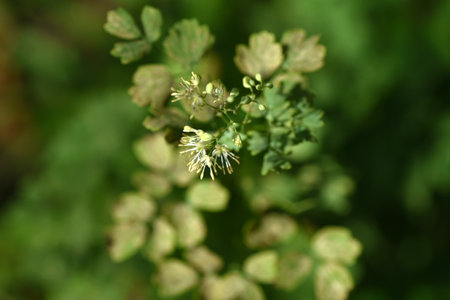 Thalictrum minus flowers. Ranunculaceae perennial plants. Yellow-green small flowers bloom in panicles .A medicinal herb that is effective for a healthy stomach.の写真素材
