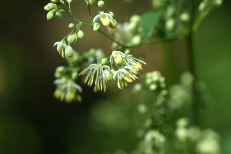 Thalictrum minus flowers. Ranunculaceae perennial plants. Yellow-green small flowers bloom in panicles .A medicinal herb that is effective for a healthy stomach.の写真素材