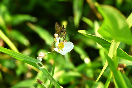 The straight swift ( Parnara guttata ). Lepidoptera Hesperiidae butterfly. It is characterized by...