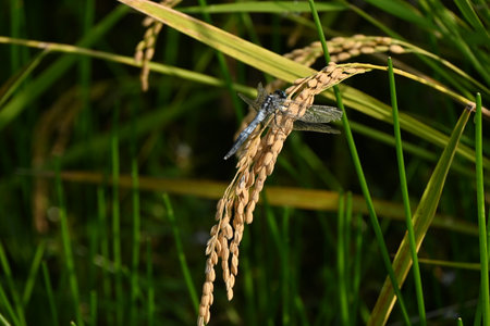 Growth of rice. Autumn rice field scene in Japan. Agriculture background material.の写真素材
