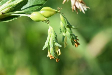 Job's tears ( Coix lacryma-jobi ). Poaceae plants native to tropical Asia. Grows in clusters near water.の写真素材