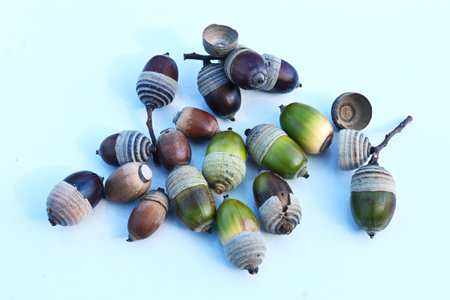 Acorns of Quercus myrsinaefolia. Fagaceae evergreen tree.