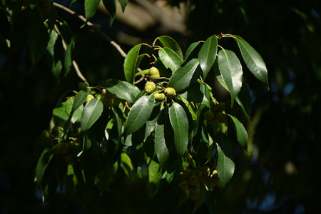Acorns of Quercus myrsinaefolia. Fagaceae evergreen tree.