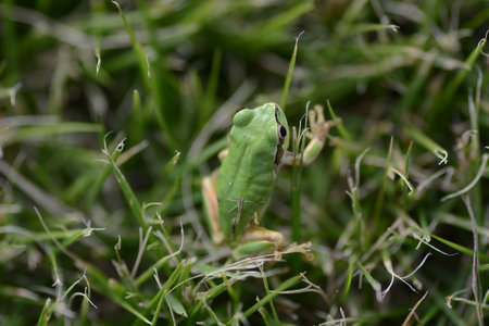 A Japanese tree frog ( Dryophytes japonicus ).  They are arboreal frogs, active from spring to...