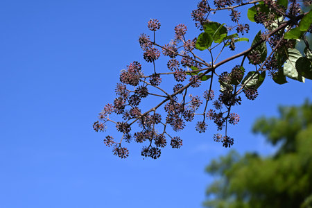 Udo ( Aralia cordata ) berries. Araliaceae perennial plants native to Japan. The young leaves and stems are wild plants. The berries ripen to black-purple in autumn.の写真素材