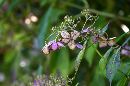 A view of hydrangea after flowering. Hydrangeaceae deciduous shrub.