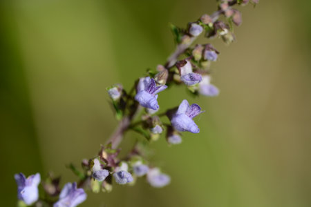 Isodon inflexus flowers. Lamiaceae perennial plants. Blue-purple lip-shaped flowers bloom on long spikes from September to October.の写真素材