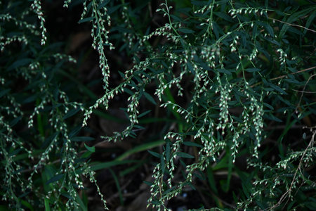 Japanese mugwort ( Artemisis indica ) flowers. Asteraceae perennial plants.The flowering period is...