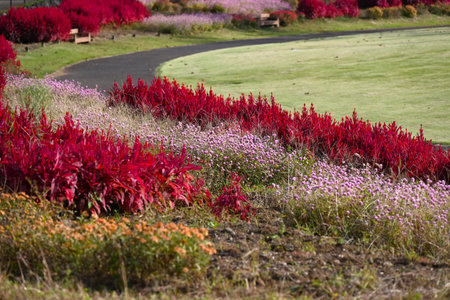 Feather cockscomb flowers. Amaranthaceae annual plants. Flowering period is from summer to autumn.の写真素材