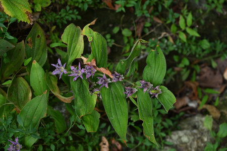 Japanese toad lily ( Tricyrtis hirta ) flowers. Liliaceae perennial plants. Purple spotted flowers bloom upwards from August to October.の写真素材