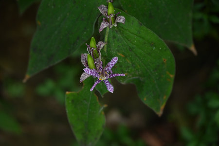 Japanese toad lily ( Tricyrtis hirta ) flowers. Liliaceae perennial plants. Purple spotted flowers bloom upwards from August to October.の写真素材