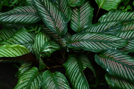 Calathea ornata leaves. Marantaceae perennial ornamental tropical plant. The dark green leaves have two pink linear patterns along the veins.の写真素材