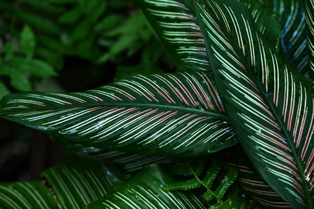 Calathea ornata leaves. Marantaceae perennial ornamental tropical plant. The dark green leaves have two pink linear patterns along the veins.の写真素材
