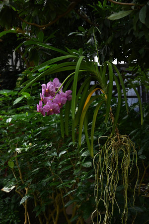 Vanda flowers. Orchidaceae evergreen perennial tropical plants native to Southeast Asia. They are...