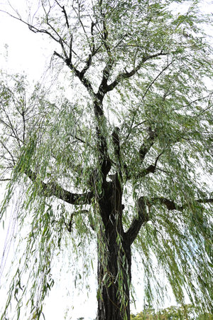 Weeping Willow ( Salix babylonica ) tree. Salicaceae Dioecious deciduous tree. Used as a park tree or street tree and planted near water.の写真素材