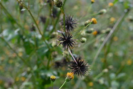 Hairy beggar-ticks (Bidens pilosa) flowers and seeds. Asteraceae annual plants. It produces cylindrical yellow flowers, and the achenes are prickly seeds with thorns at the tips.の写真素材