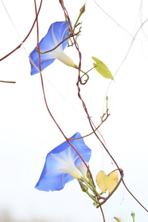 Blue morning glory (Ipomea tricolor) 'Heavenly Blue'. Convolvulaceae perennial plants native to...