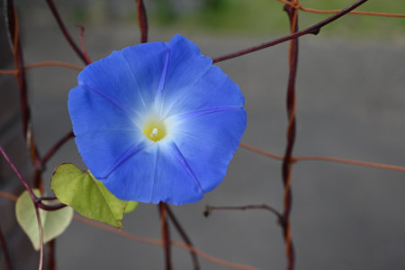 Blue morning glory (Ipomea tricolor) 'Heavenly Blue'. Convolvulaceae perennial plants native to...