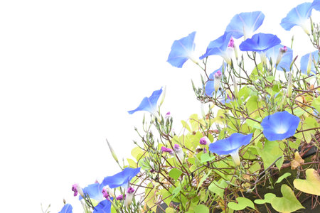 Blue morning glory (Ipomea tricolor) 'Heavenly Blue'. Convolvulaceae perennial plants native to tropical America. Background material of seasonal flowers.の写真素材