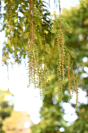 Metasequoia ( Dawn redwood ) male inflorescences. Cupressaceae deciduous conifer.