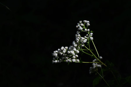 White snake root (Ageratina altissima) flowers. Asteraceae perennial toxic plants. Small cylindrical...