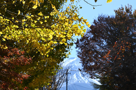 Yellow leaves of ginkgo. Seasonal background material of Japanese natural beauty.の写真素材