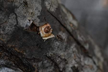 The Shiitake mushroom cultivated using wood logs. Artificial cultivation of Shiitake mushrooms is...