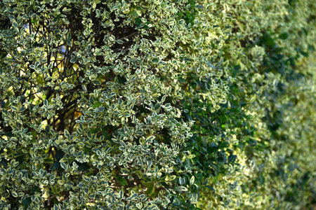 A hedge of variegated Japanese spindle ( Euonymus japonicus ).Celastraceae evergreen shrub. Background material around houses.の写真素材
