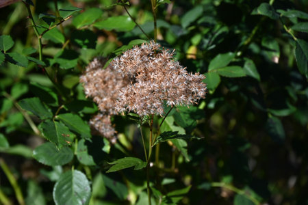Thoroughwort ( Eupatorium japonicum ) After flower. Asteraceae perennial plants. After flowering, seeds with fluff are produced and blown away by the wind.の写真素材