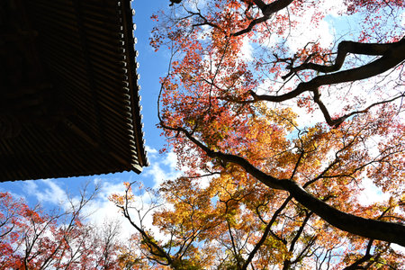 Autumn leaves of Japanese maple. Autumn tradition fall-leaf viewing in Japan is called...