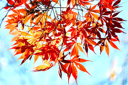 Autumn leaves of Japanese maple. Autumn tradition fall-leaf viewing in Japan is called...