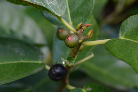 Ficus erecta fruits and leaves.Moraceae dioecious shrub. The red flower sacs turn black-purple in...