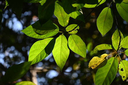 Ficus erecta fruits and leaves.Moraceae dioecious shrub. The red flower sacs turn black-purple in...