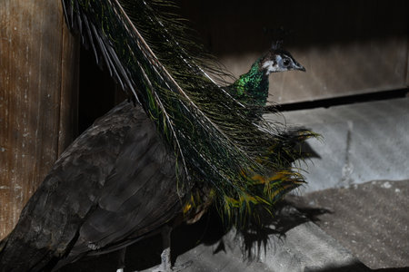 Indian peafowl. India's national bird, omnivorous. Males spread their beautiful wings for courtship during the breeding season.の写真素材