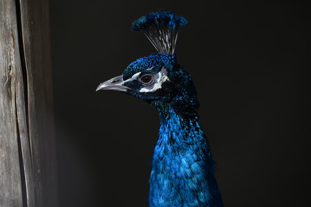 Indian peafowl. India's national bird, omnivorous. Males spread their beautiful wings for courtship during the breeding season.の写真素材