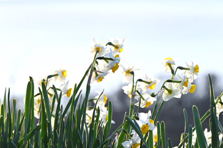 Narcissus flowers. Amaryllidaceae perennial plants. It blooms lovely flowers from winter to spring...