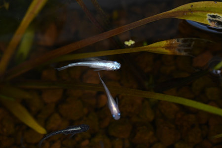Japanese killifish swimming in an aquarium. Like goldfish, it is popular as an ornamental fish...