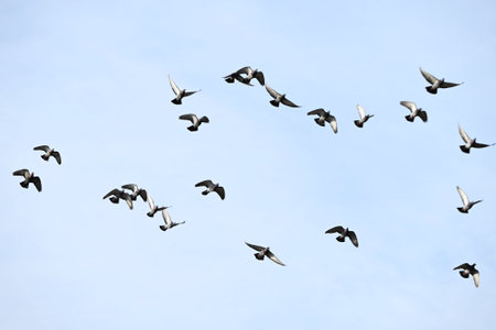A sight of a flock of pigeons flying in the sky. Bird watching background material.の写真素材