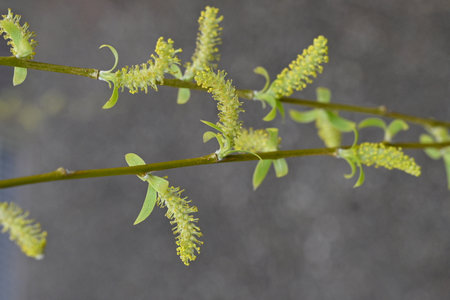 Fresh greenery and male flowers of Weeping Willow. Salicaceae Dioecious deciduous tree. Flowering...