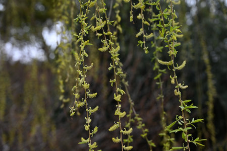 Fresh greenery and male flowers of Weeping Willow. Salicaceae Dioecious deciduous tree. Flowering...